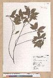 Litsea lii Chang var. nunkao-tahangensis (Liao) Liao ~l