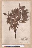Cinnamomum pseudo-loureirii Hayata