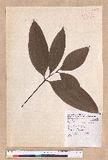 Cinnamomum austrosinense H. T. Chang dۥ