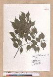 Lindera aggregata (Sims) Kosterm. ѻOQ