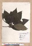 Lindera megaphylla Hemsl. j