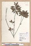 Litsea lii Chang var. nunkao-tahangensis (Liao) Liao ~l
