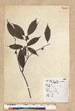 Neolitsea sericea (Blume) Koidz. շsl