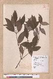 Cinnamomum camphora (L.) Nees & Eberm. 