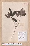 Cinnamomum camphora (L.) Nees & Eberm. 