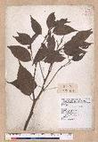 Cinnamomum camphora (L.) Nees & Eberm. 