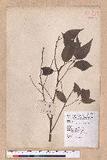 Cinnamomum camphora (L.) Nees & Eberm. 