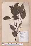 Cinnamomum camphora (L.) Nees & Eberm. 