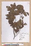 Litsea hypophaea Hayata pl(׾)