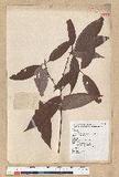 Neolitsea aciculata (Blume) Koidz. var. variabillima (Hayata) J. C. Liao ܸsl