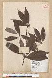 Neolitsea aciculata (Blume) Koidz. var. variabillima (Hayata) J. C. Liao ܸsl