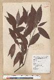 Neolitsea aciculata (Blume) Koidz. var. variabillima (Hayata) J. C. Liao ܸsl