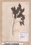 Cinnamomum camphora (L.) Nees & Eberm. 
