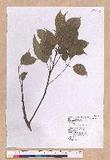 Cinnamomum kanehirai Hayata 