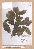 Pasania nantoensis (Hayata) Schottky nR