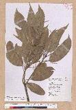 Pasania harlandii (Hance) Oersted u_