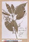 Pasania harlandii (Hance) Oersted u_