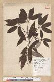 Neolitsea aciculata (Blume) Koidz. Usl