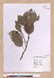 Cinnamomum kanehirai Hayata 