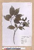 Cinnamomum kanehirai Hayata 
