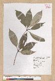 Neolitsea sericea (Blume) Koidz. շsl