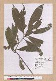 Pasania harlandii (Hance) Oersted u_