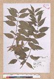 Cinnamomum insulari-montanum Hayata s׮(xW׮)