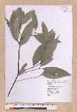Cinnamomum osmophloeum Kanehira g׮