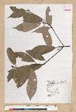 Machilus zuihoensis Hayata 