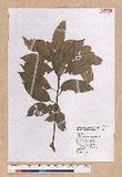 Pasania nantoensis (Hayata) Schottky nR