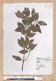 Neolitsea hiiranensis Liu & Liao nssl