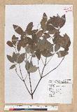 Neolitsea hiiranensis Liu & Liao nssl