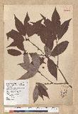 Neolitsea aciculata (Blume) Koidz. var. variabillima (Hayata) J. C. Liao ܸsl