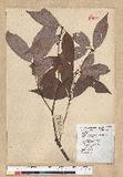 Neolitsea aciculata (Blume) Koidz. var. variabillima (Hayata) J. C. Liao ܸsl