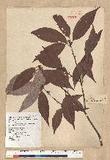 Neolitsea aciculata (Blume) Koidz. var. variabillima (Hayata) J. C. Liao ܸsl
