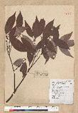 Neolitsea aciculata (Blume) Koidz. var. variabillima (Hayata) J. C. Liao ܸsl