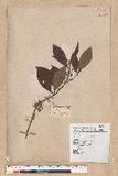 Litsea morrisonensis Hayata ɤsl