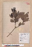 Pasania formosana (Skan) Schott. OW_