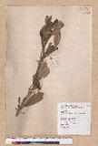 Cyclobalanopsis championii (Benth.) Oerst. ex Schott. n
