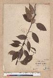 Lithocarpus rhombocarpa (Hayata) Hayata