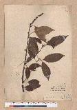 Lithocarpus rhombocarpa (Hayata) Hayata