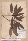 Litsea acuminata (Blume) Kurata l