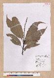 Pasania harlandii (Hance) Oersted u_