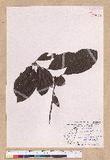 Litsea acuminata (Blume) Kurata l