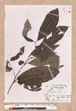 Litsea akoensis Hayata ̪Fl