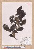 Litsea akoensis Hayata ̪Fl