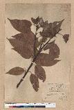 Lithocarpus brevicaudatus (Skan) Hayata uR