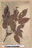 Lithocarpus brevicaudatus (Skan) Hayata uR