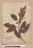 Lithocarpus brevicaudatus (Skan) Hayata uR