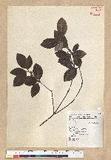 Neolitsea buisanensis Yamamoto & Kamikoti Z¤ssl